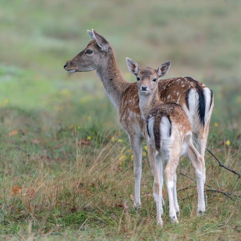 Damherten fauna vrouwelijke damherten