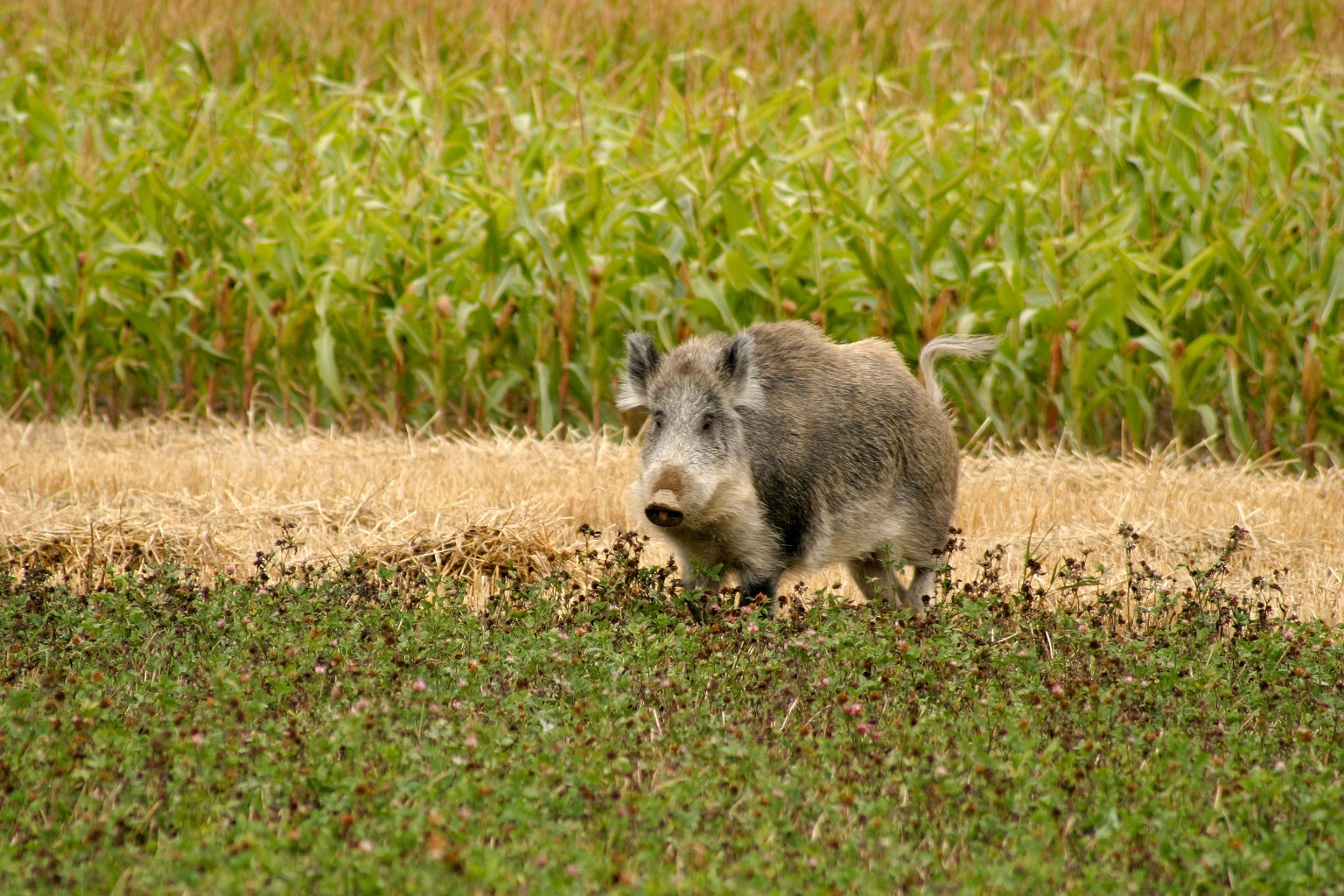Faunaschade varken