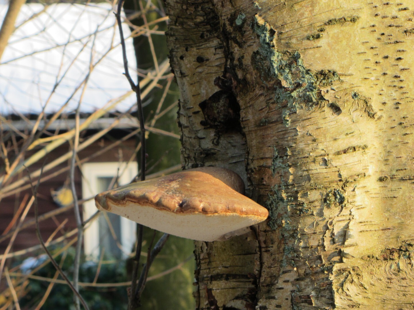 2 Volwassen vruchtlichaam Groot