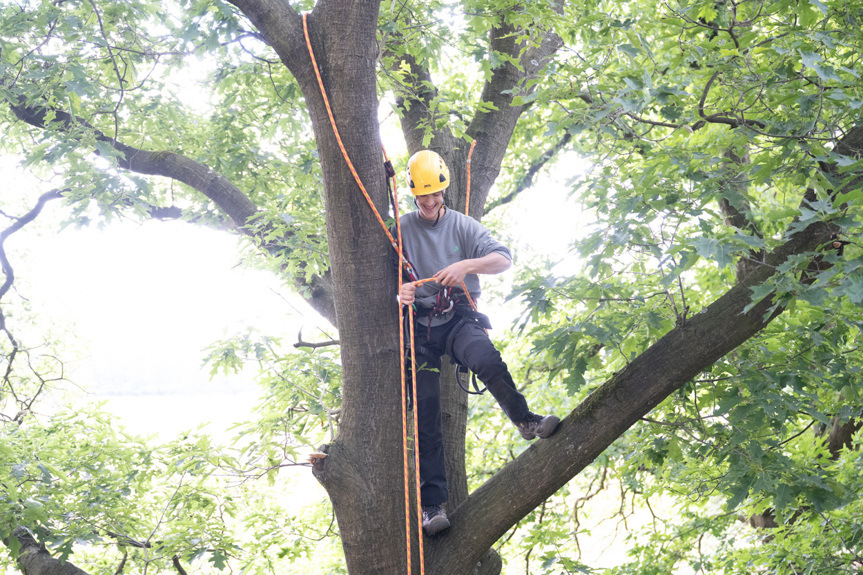 Boomverzorging bomen klimmen