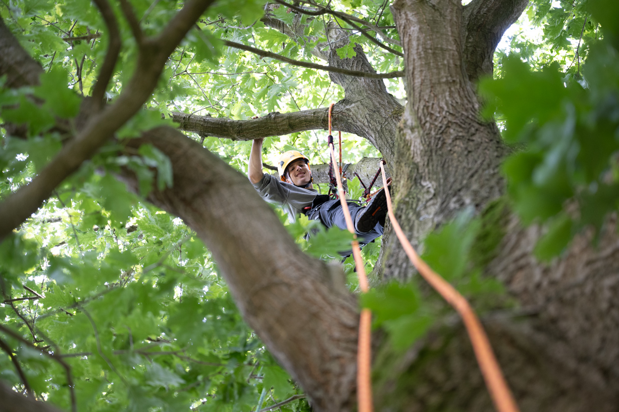 Boomverzorging bomen klimmen etw