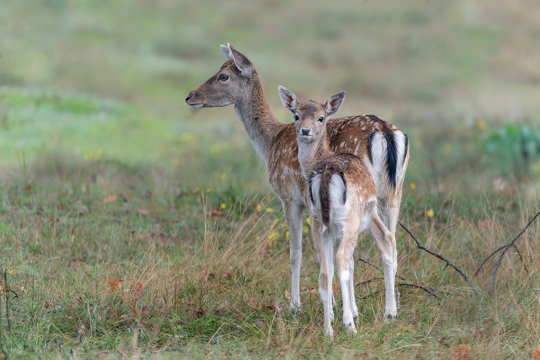 Damherten fauna vrouwelijke damherten