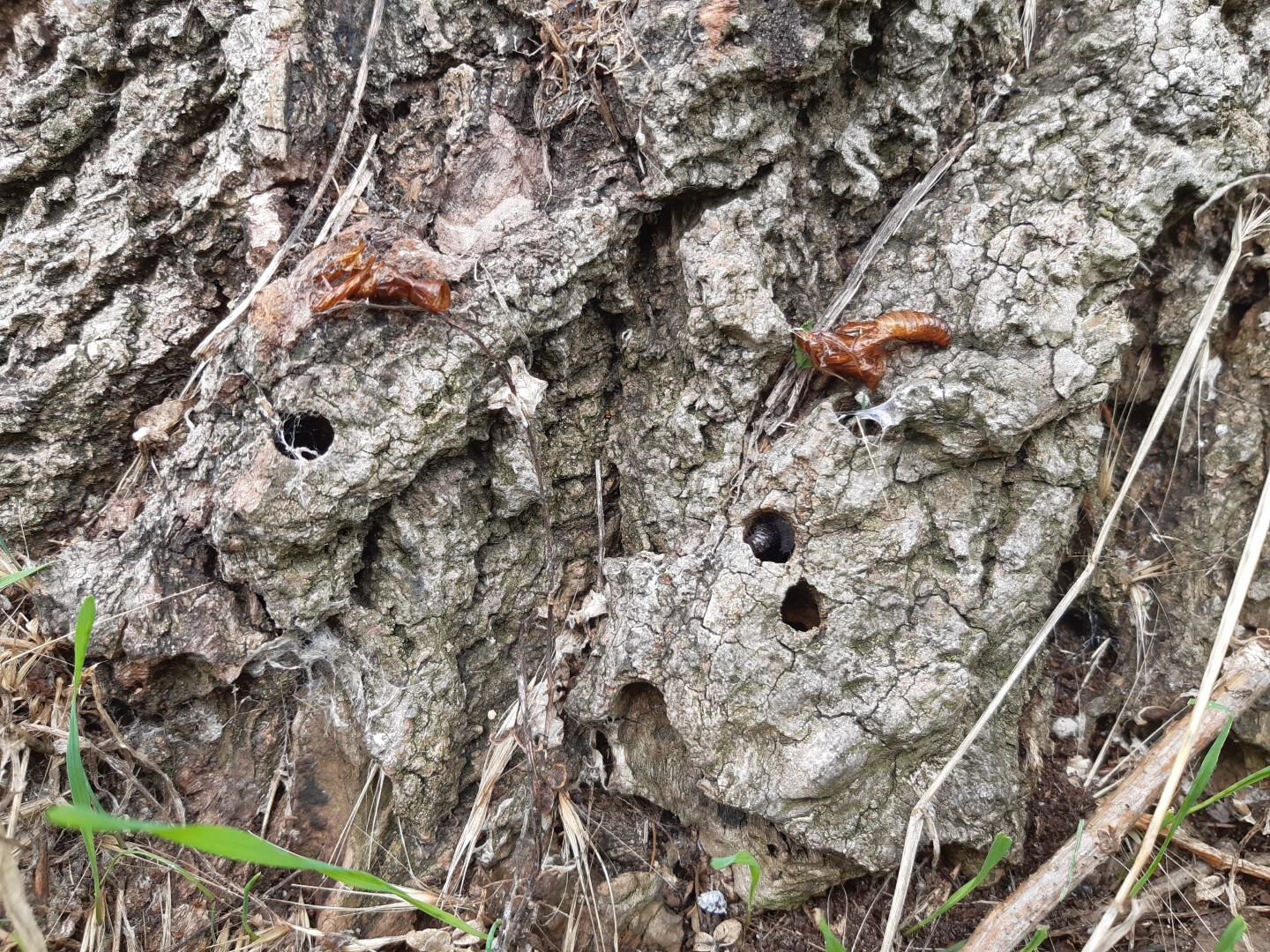 Hoornaarvlinder Groot