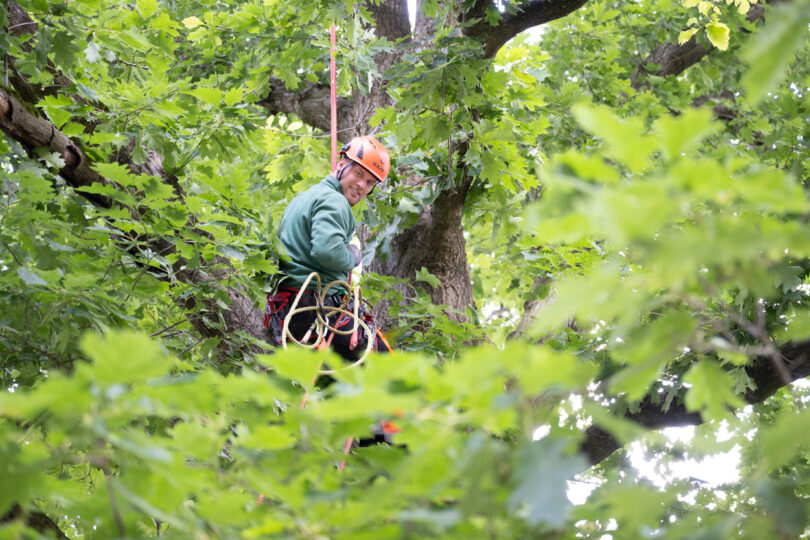 Boomverzorging bomen klimmen etw