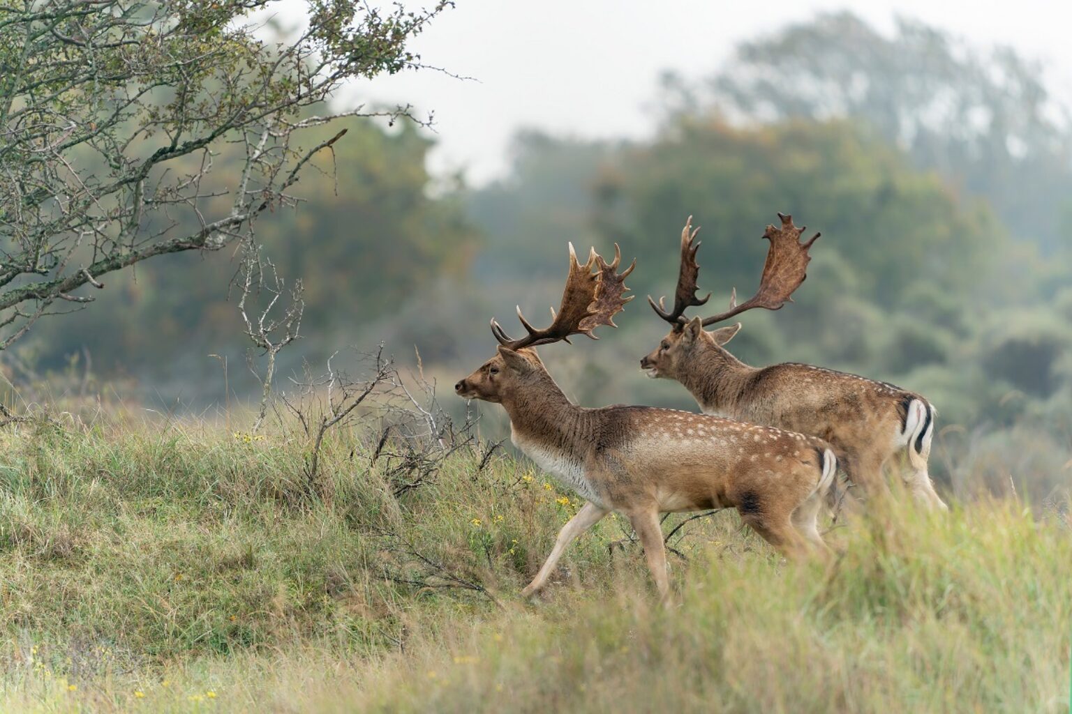 Damherten fauna geweidragers