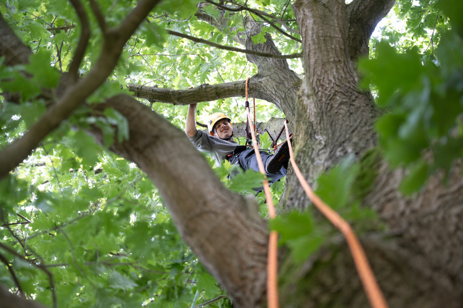 Boomverzorging bomen klimmen etw