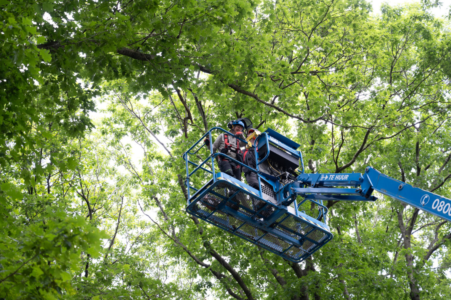 Boomverzorging bomen klimmen etw hoogwerker