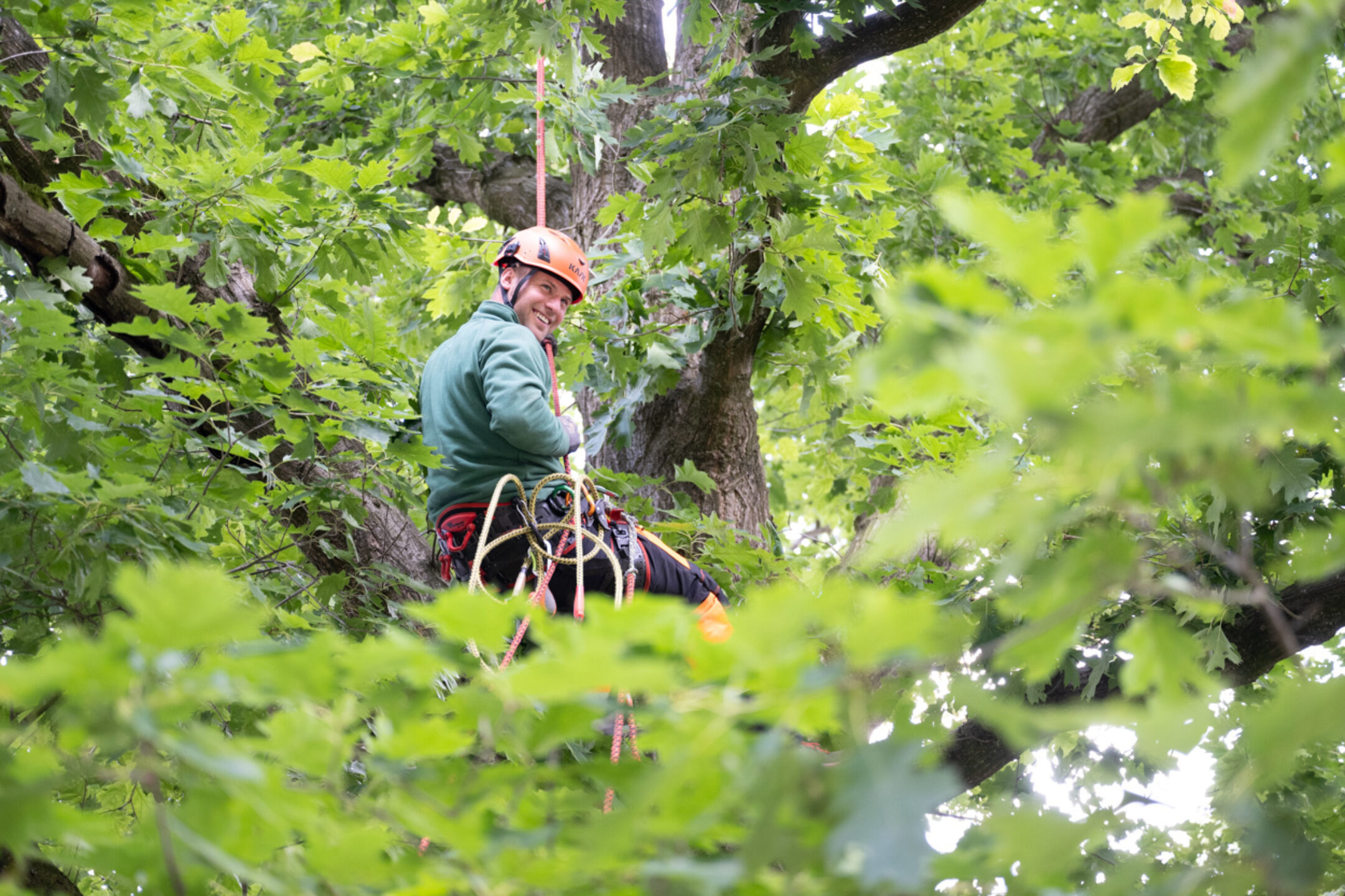 Boomverzorging bomen klimmen etw