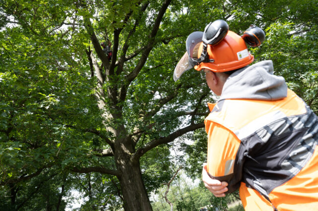 Boomverzorging bomen klimmen etw examen