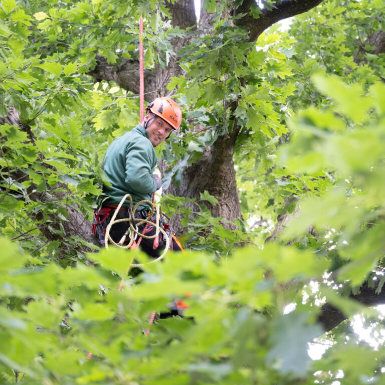 Boomverzorging bomen klimmen etw