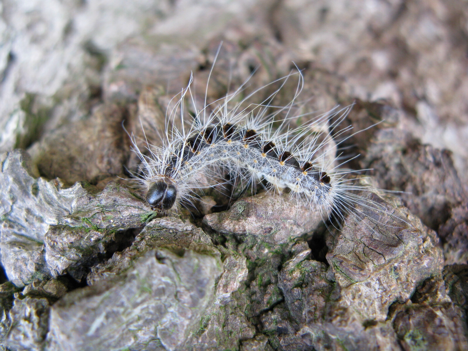 Eikenprocessierups thaumetopoea processionea
