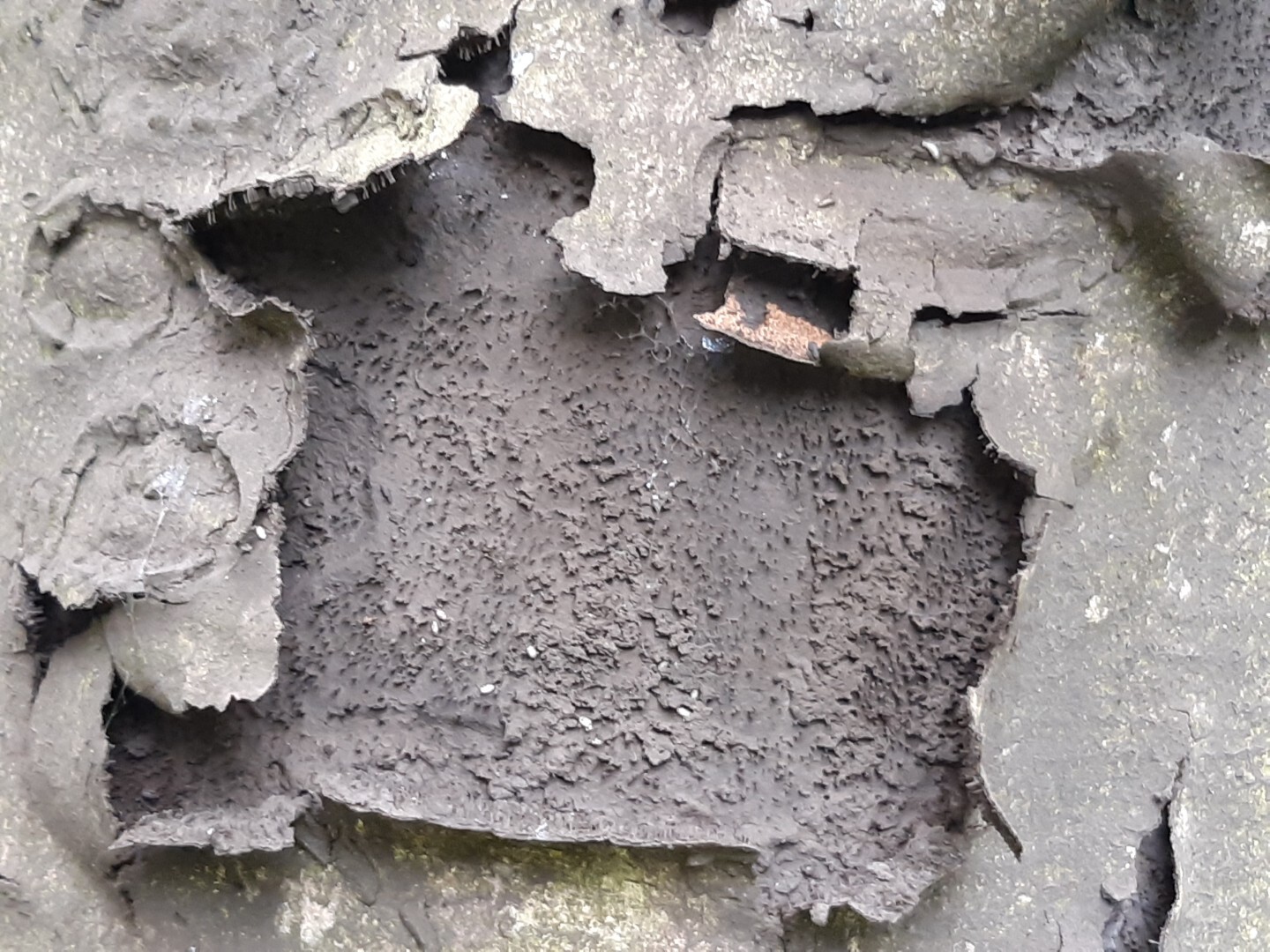 Roetschorsziekte cryptostroma corticale Groot