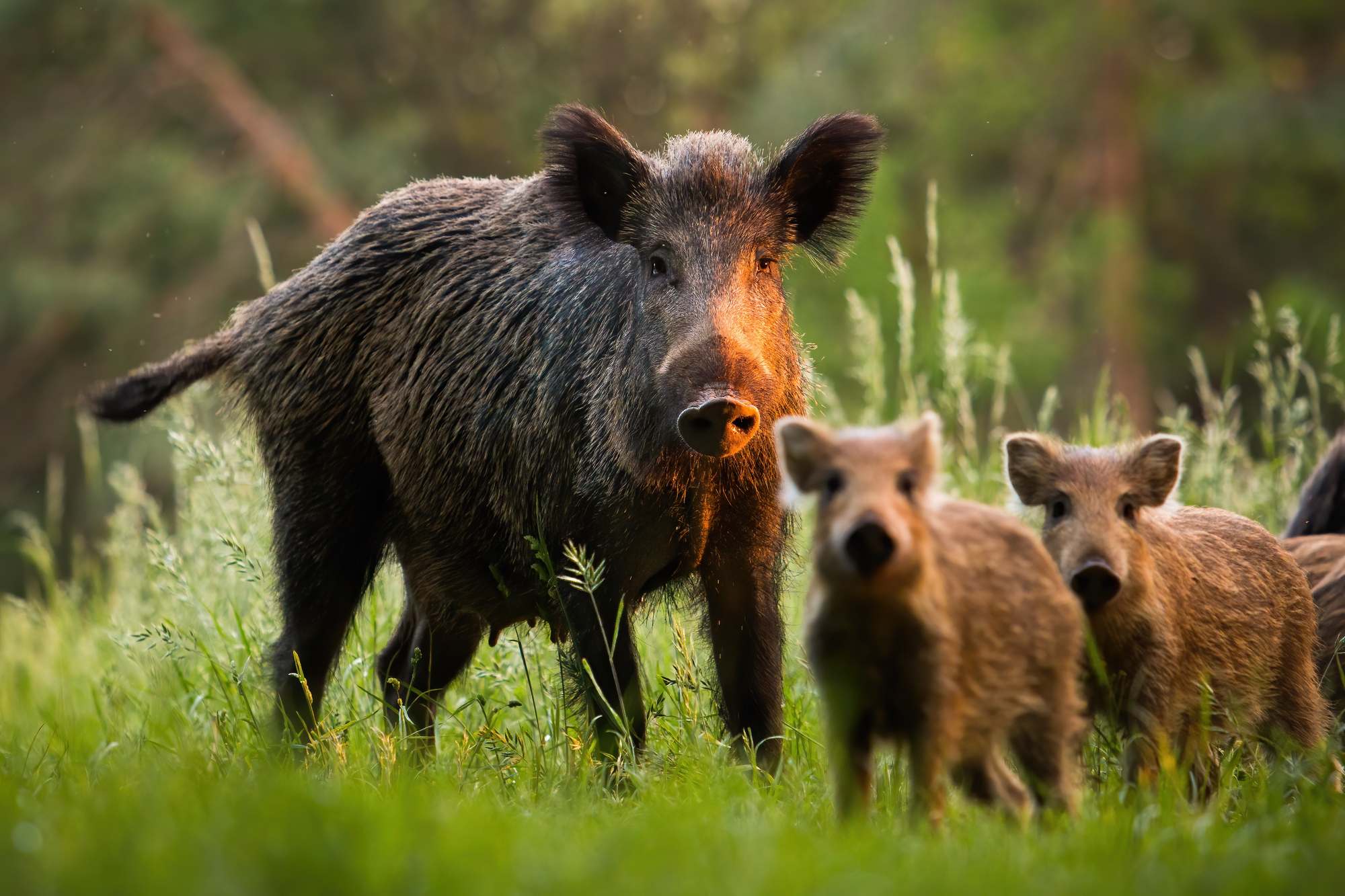 Fauna - praktisch wildzwijnbeheer